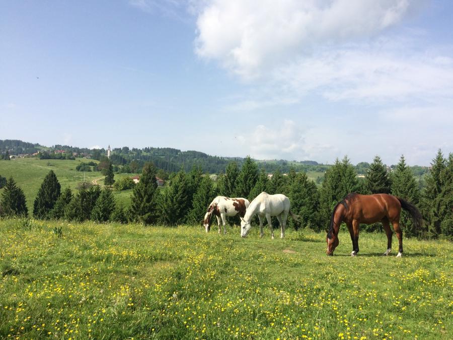 Country House - Malga Col del Vento
