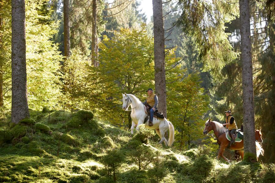 Cansiglio: Il Bosco da Reme della Serenissima a cavallo