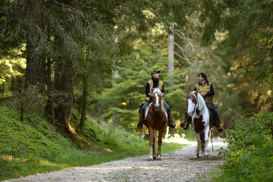 La Foresta del Cansiglio in sella al tuo cavallo